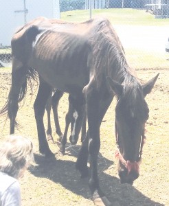 An emaciated mare and her ailing foal, just minutes after their arrival at a Greenwood rescue farm. Both had spent more than three weeks in the care of Fairfield County Animal Services. Two days later, the mare was dead.