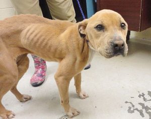 One of the last photos of the Alexander pit bull. The dog, approximately 3- to 4-years old according to Animal Control estimates, was malnourished and emaciated beyond recovery and later euthanized by the County. (Fairfield County Photo)